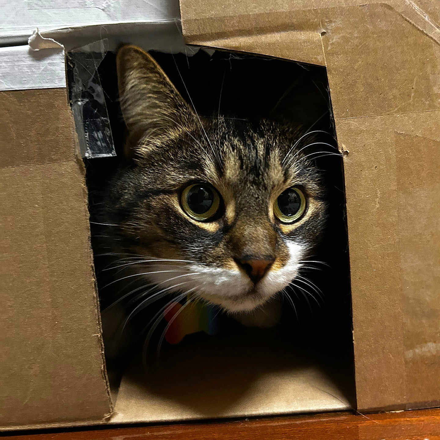 Midnight joined the competition — help win amazing prizes! animal, box, brown, cardboard_box, carpet, cat, closeup, curious, cute, face, fur, hiding, home, indoor, peeking, pet, tabby, tape, whiskers, wide_eyes