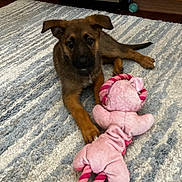 Athena joined the competition — help win amazing prizes! dog, puppy, toy, plush_toy, rope_toy, rug, indoor, kitchen, floor, brown_fur, cute, pet, chew, sitting, looking_at_camera, appliance, cabinet, paw, playtime, closeup