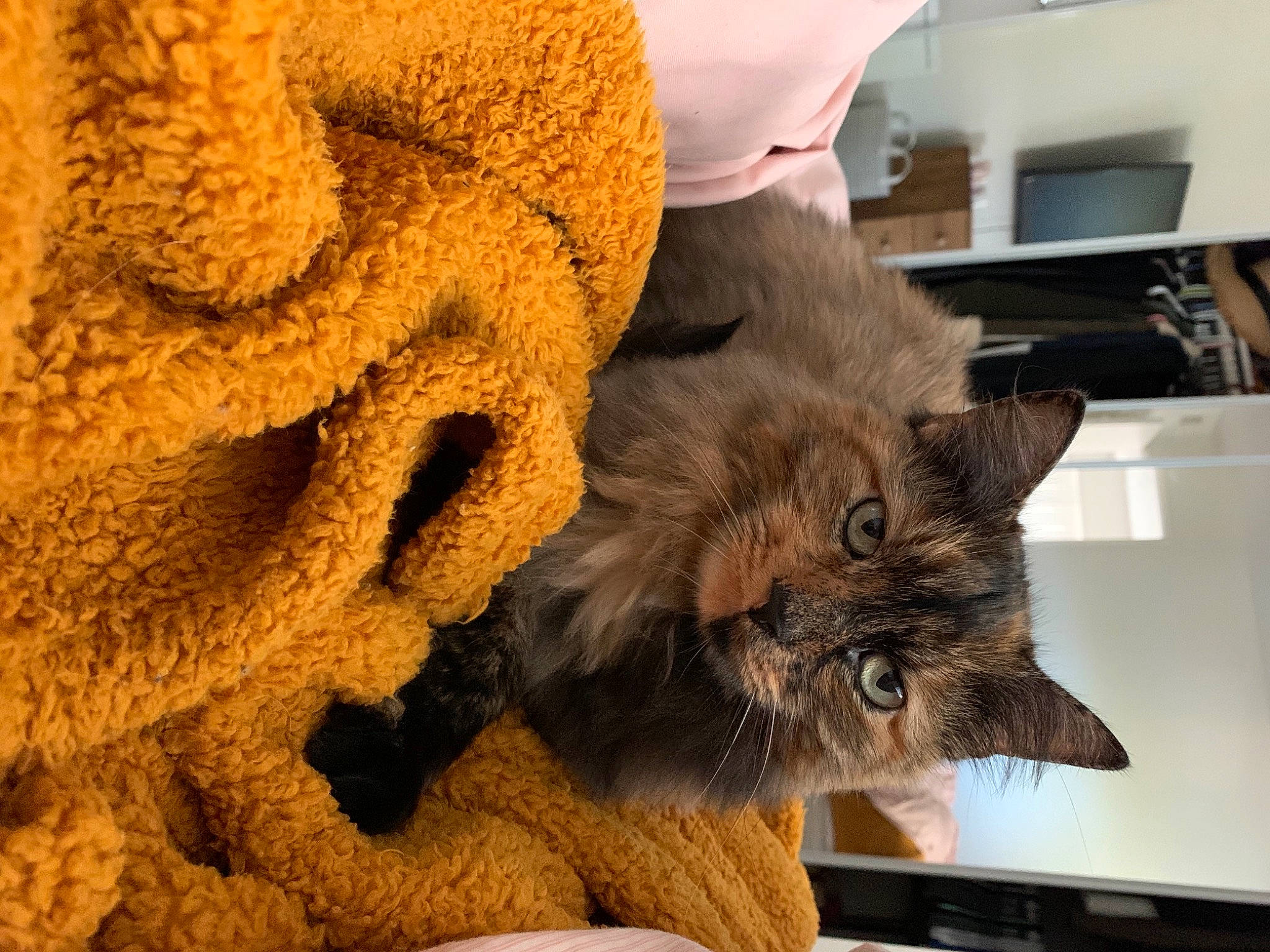 Lillie joined the competition — help win amazing prizes! black_cat, box, carnivore, cat, claw, comfort, domestic_short_haired_cat, fawn, felidae, fur, mammal, paw, small_to_medium_sized_cats, tail, thread, whiskers, wood, wool, woolen, woven_fabric