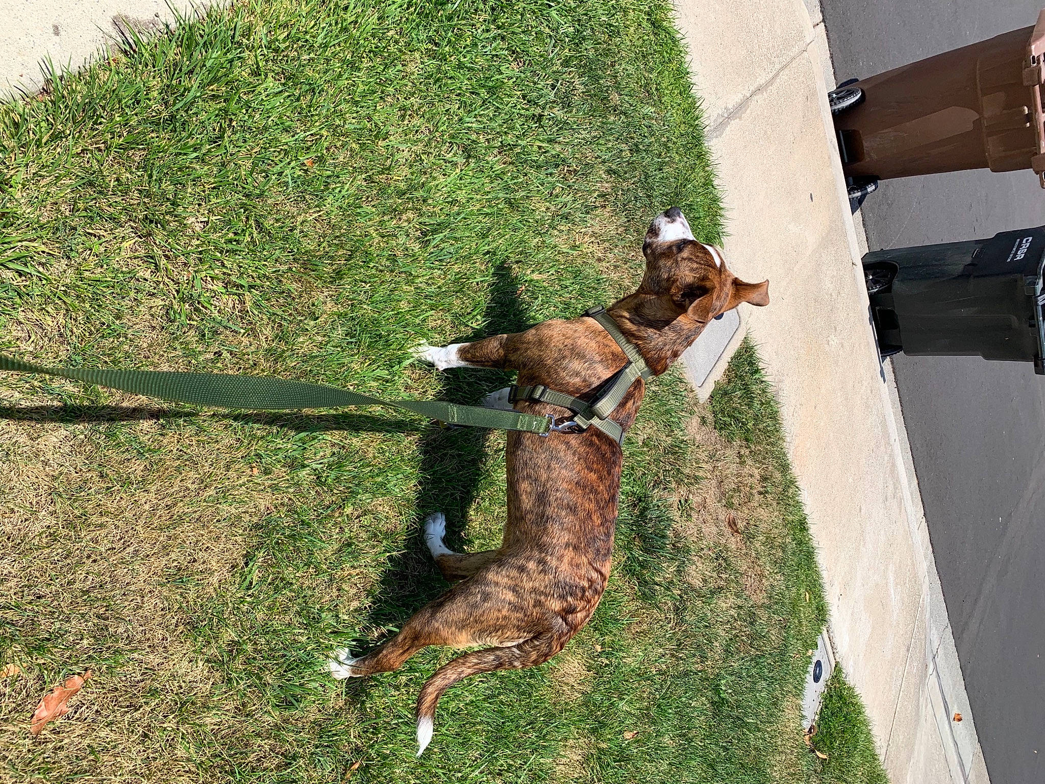 Frankie joined the competition — help win amazing prizes! canidae, carnivore, collar, companion_dog, dog, dog_breed, dog_collar, dog_supply, fawn, grass, green, groundcover, lawn, leash, pet_supply, plant, sporting_group, tail, wood, working_animal