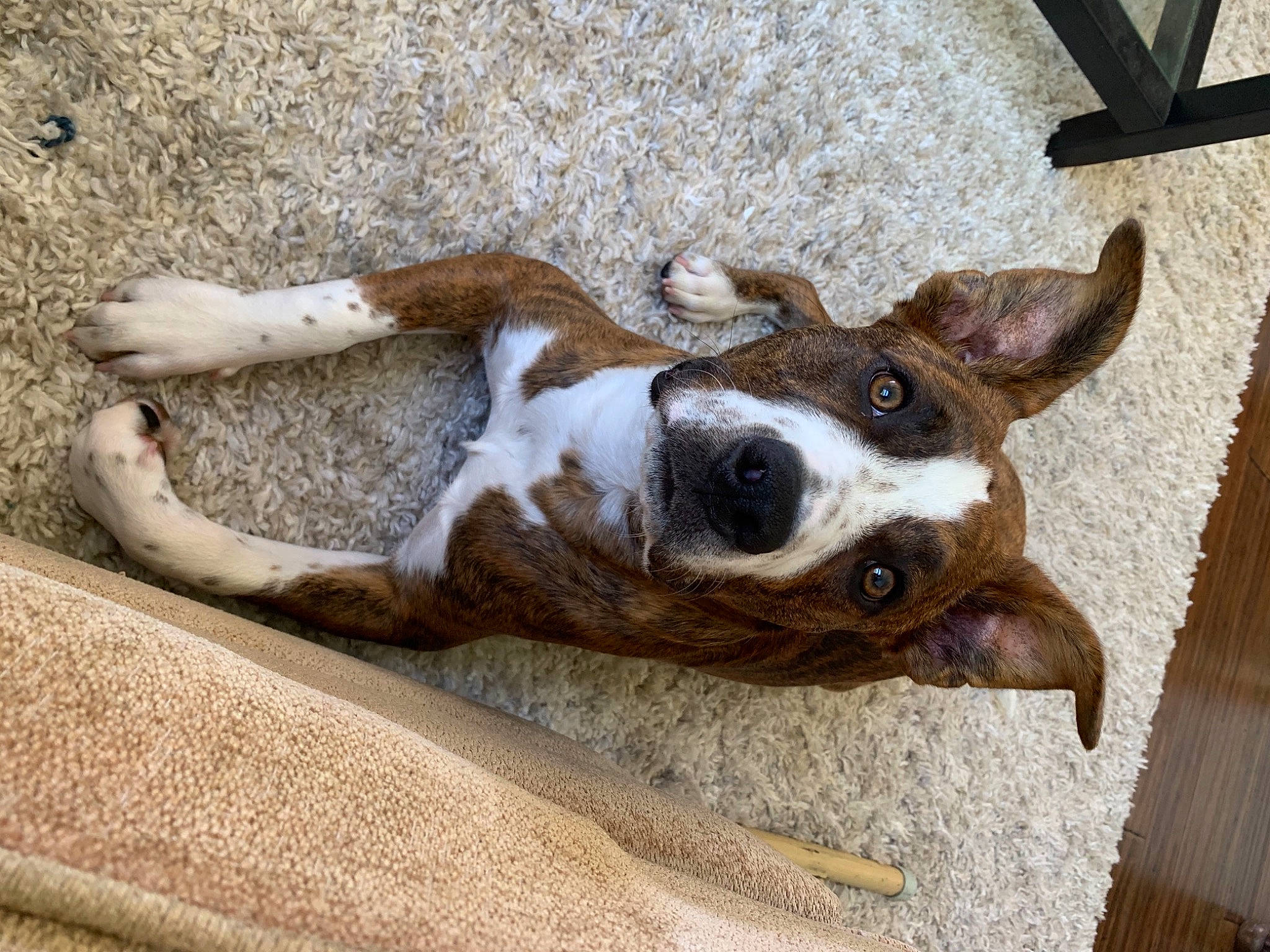 Frankie is registered to the contest to win money with this photo: boston_terrier, carnivore, collar, comfort, companion_dog, dog, dog_breed, dog_collar, ear, fawn, mammal, paw, snout, sporting_group, tail, vertebrate, whiskers, window, wood, working_animal