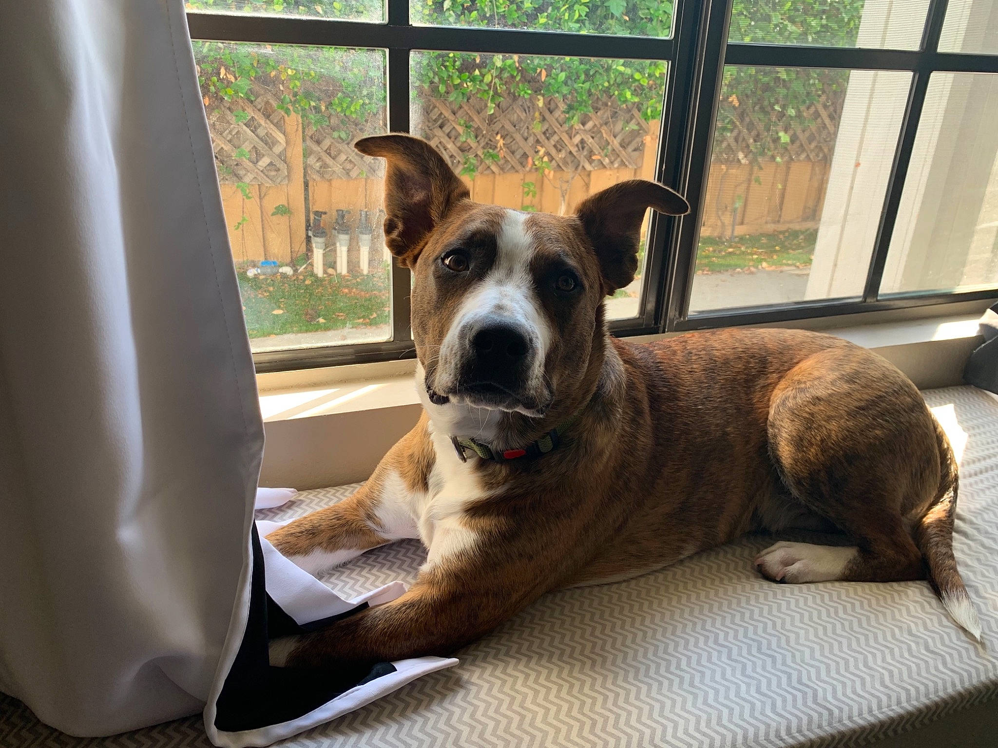 Frankie is registered to the contest to win money with this photo: canidae, carnivore, collar, comfort, companion_dog, dog, dog_breed, dog_collar, dog_supply, fawn, fence, guard_dog, pet_supply, plant, snout, sporting_group, whiskers, window, working_animal, working_dog