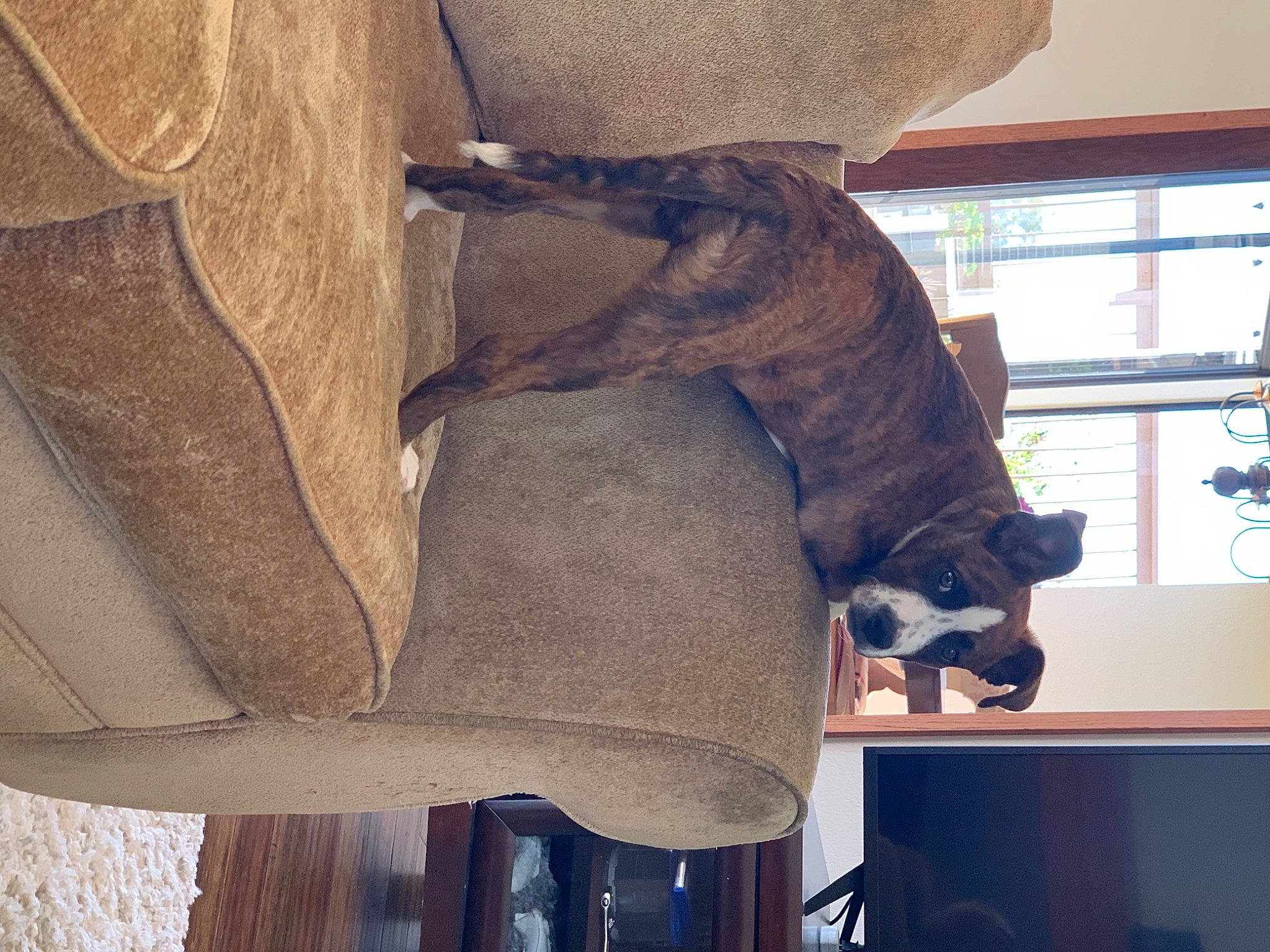 Frankie joined the competition — help win amazing prizes! brown, carnivore, comfort, couch, fawn, felidae, fur, furniture, grey, hardwood, hat, human_leg, leg, liver, sleeve, small_to_medium_sized_cats, sporting_group, tail, window, wood