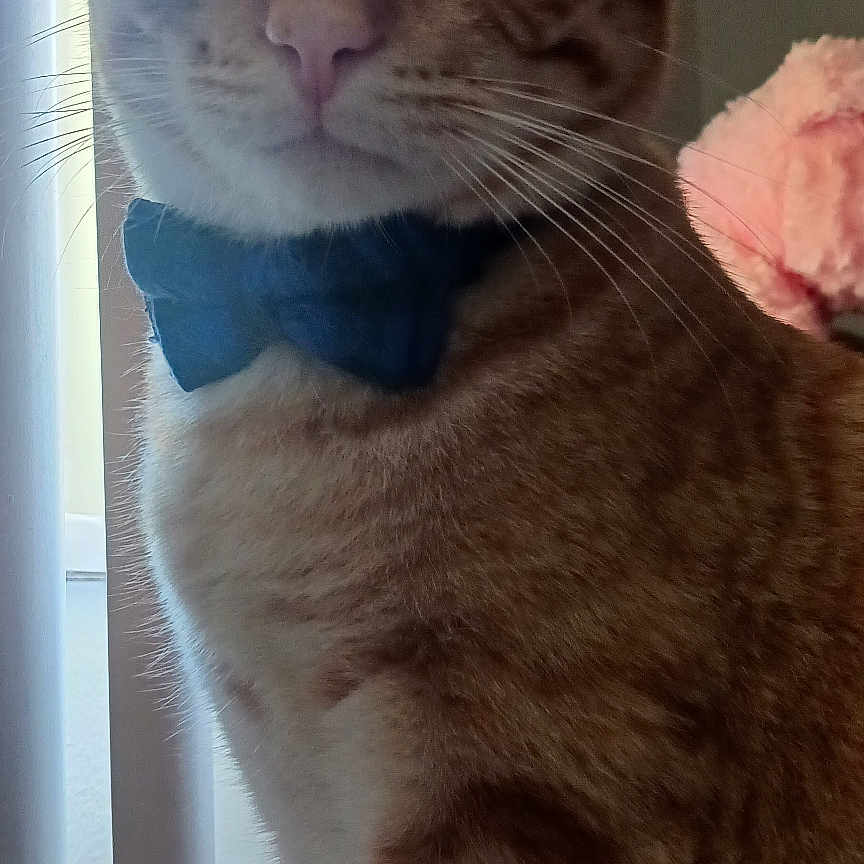 Thomas O'Malley