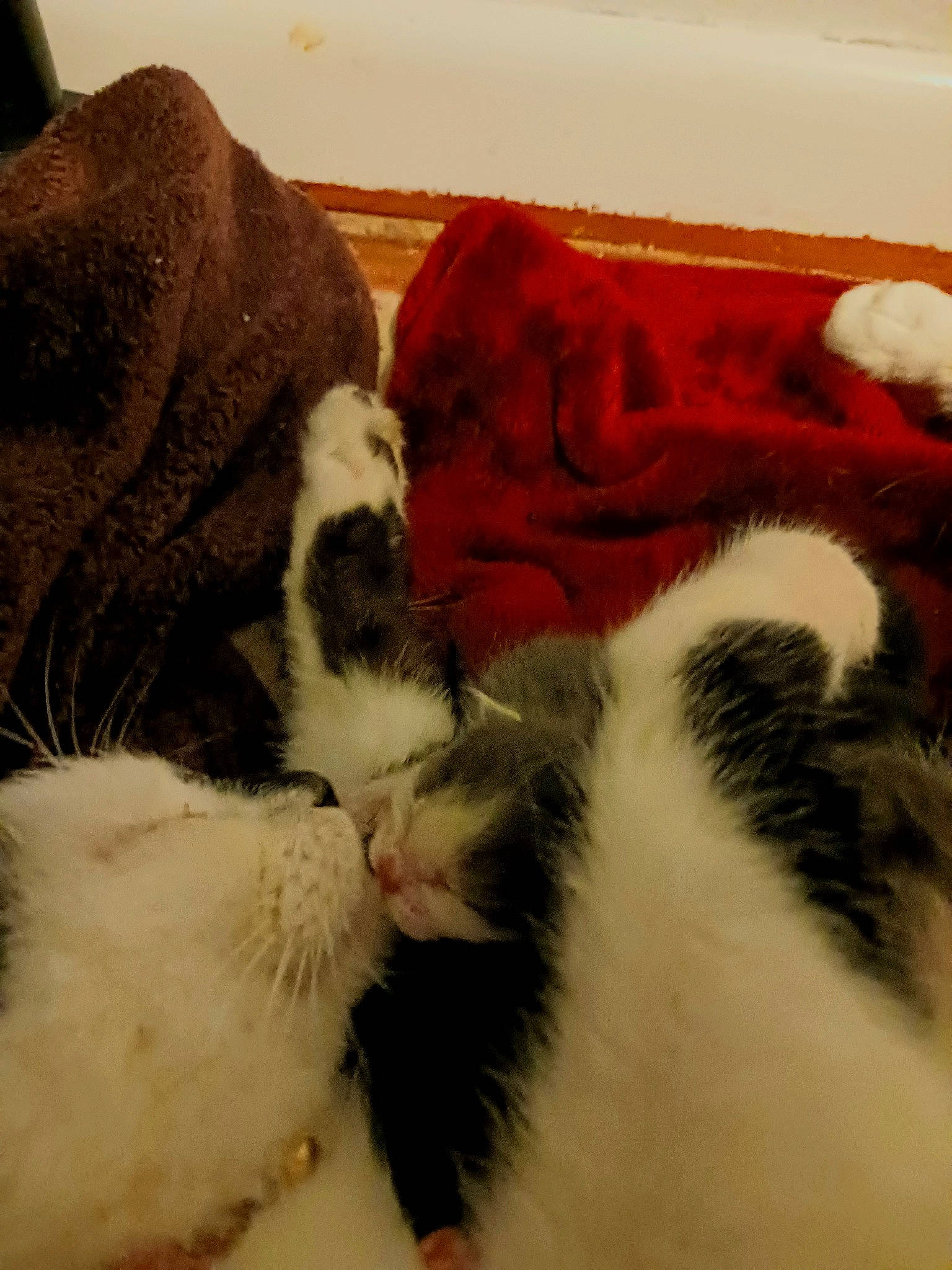 Venus And Baby joined the competition — help win amazing prizes! carnivore, cat, claw, cloud, comfort, domestic_short_haired_cat, felidae, foot, fur, linens, love, nap, paw, sky, sleep, small_to_medium_sized_cats, snout, tail, whiskers