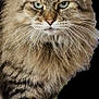 cat, tabby, long_hair, fluffy, whiskers, green_eyes, portrait, animal, feline, pet, sitting, close_up, fur, mammal, indoor, cute, looking_at_camera, isolated, black_background, serious_expression