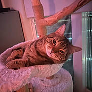 Jelly And Steve joined the competition — help win amazing prizes! cat, tabby_cat, pet, indoor, cat_tree, hammock, fur, whiskers, ears, eyes, cozy, lounging, relaxed, close_up, portrait, soft_texture, home_interior, sleeping_spot, ambient_lighting, feline