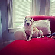 Jake And Josie is registered to the contest to win money with this photo: dog, pet, sofa, couch, pillow, window, blinds, living_room, interior, red, white, tan, sitting, relaxed, portrait, paws, fur, armrest, sunlight, home