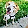 Jake And Josie joined the competition — help win amazing prizes! dog, beagle, pet, grass, sidewalk, leash, harness, paws, tongue, smile, happy, outdoor, snout, ears, eyes, sitting, close_up, portrait, canine, playful