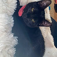 Lynn Marie is registered to the contest to win money with this photo: black_cat, black_fur, blanket, carpet, cat, close_up, cozy, ear, feline, furry_blanket, golden_eyes, indoor, lying_down, pet, playful, portrait, resting, soft_texture, tongue_out, whiskers