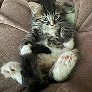 Miso is registered to the contest to win money with this photo: kitten, cat, furry, blue_eyes, pink_paws, fluffy, cute, pet, animal, indoor, blanket, soft, relaxed, young, mammal, tabby, whiskers, paws, fur, cozy