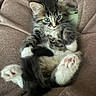 kitten, cat, furry, blue_eyes, pink_paws, fluffy, cute, pet, animal, indoor, blanket, soft, relaxed, young, mammal, tabby, whiskers, paws, fur, cozy