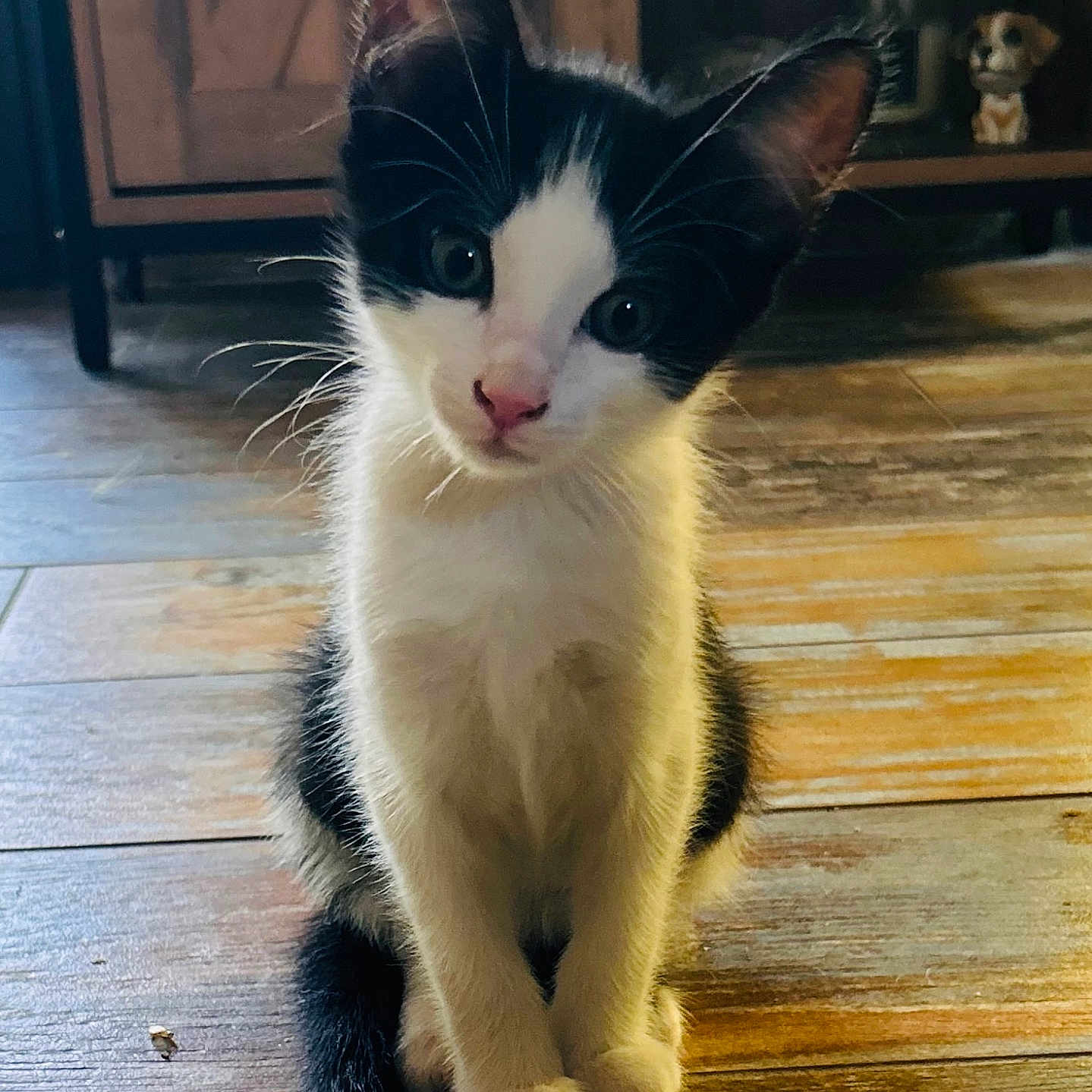 Tao a rejoint le concours — aidez-le/la à gagner de superbes lots ! animal, black_and_white, cabinet, cat, curious, cute, domestic, figurine, floor_tile, fur, head_tilt, indoor, kitten, pet, portrait, sitting, small_animal, whiskers, wooden_floor, young