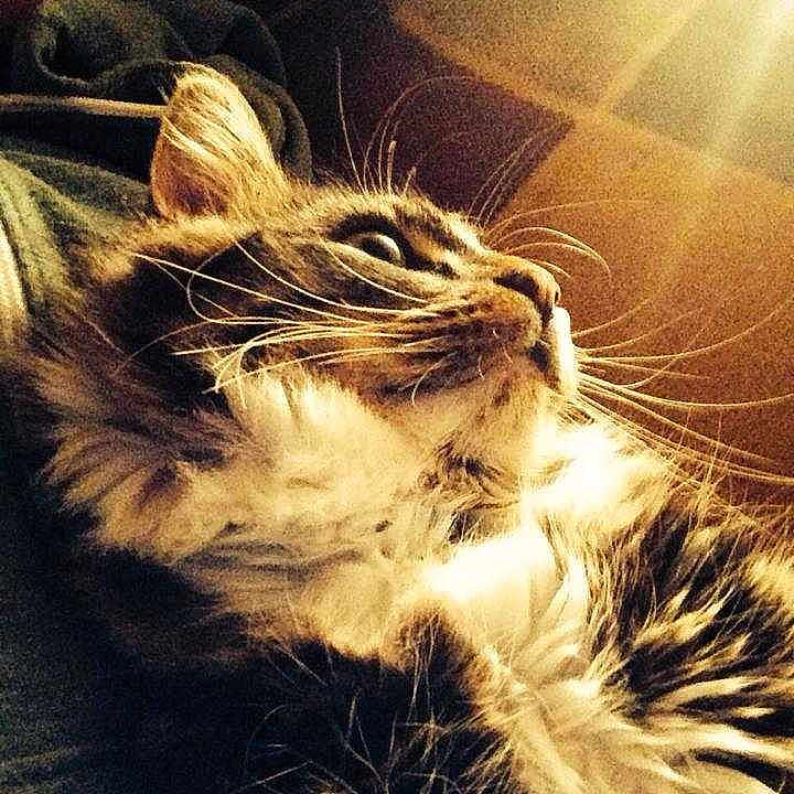 Kobi is registered to the contest to win money with this photo: