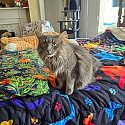 Pooky is registered to the contest to win money with this photo: cat, gray_cat, bed, colorful_bedspread, paw_prints, butterflies, cat_tree, stuffed_toys, indoor, home, furniture, window, natural_light, cozy, pet, animal, feline, soft_fur, sitting, curious