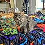 cat, gray_cat, bed, colorful_bedspread, paw_prints, butterflies, cat_tree, stuffed_toys, indoor, home, furniture, window, natural_light, cozy, pet, animal, feline, soft_fur, sitting, curious