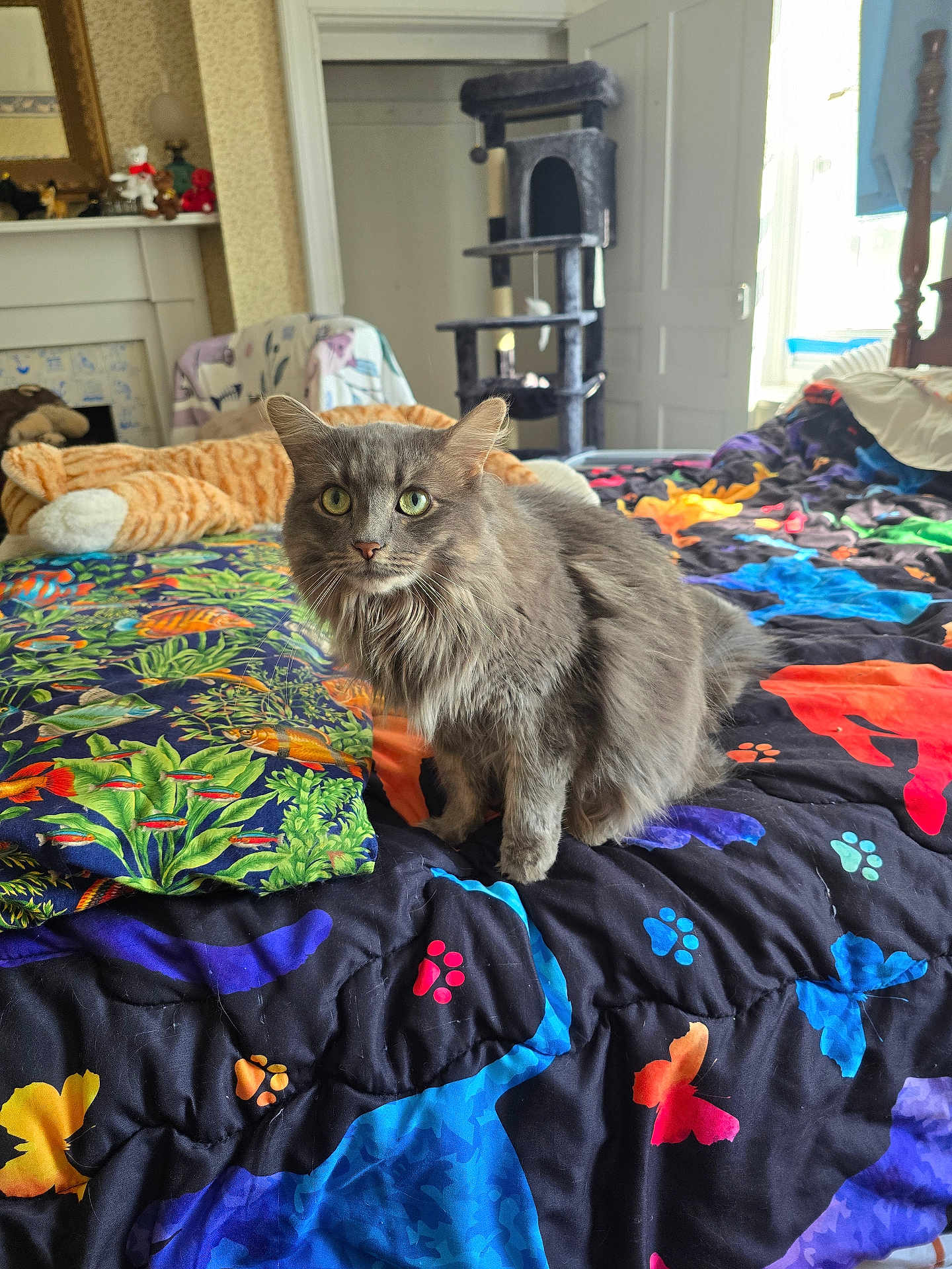 Pooky is registered to the contest to win money with this photo: cat, gray_cat, bed, colorful_bedspread, paw_prints, butterflies, cat_tree, stuffed_toys, indoor, home, furniture, window, natural_light, cozy, pet, animal, feline, soft_fur, sitting, curious