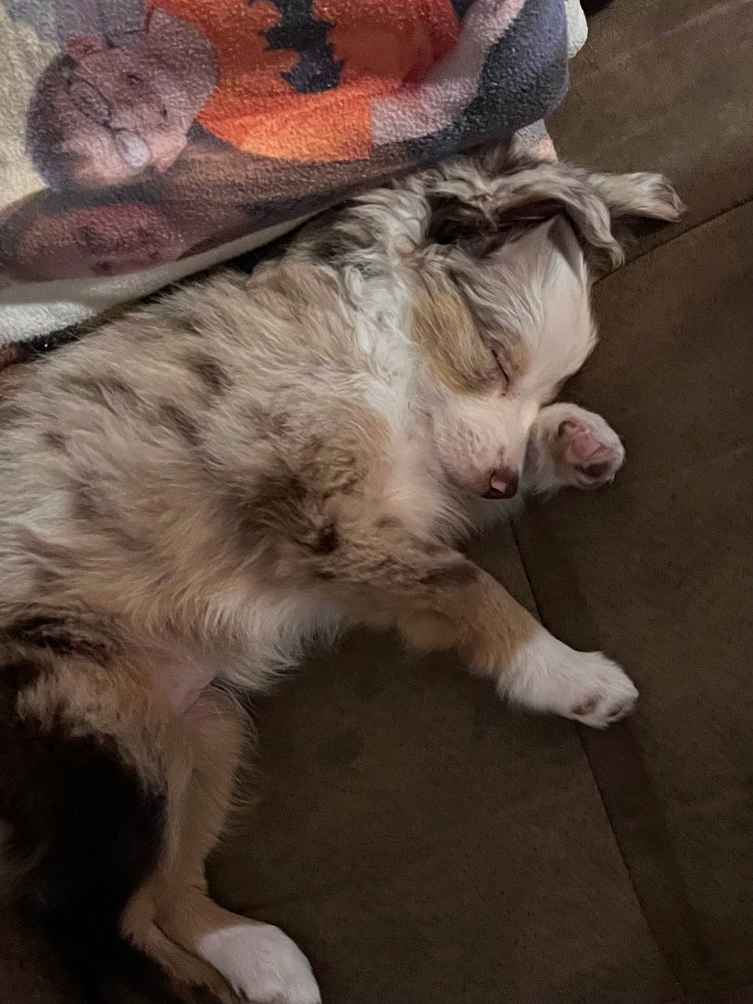 Emmie is registered to the contest to win money with this photo: canidae, carnivore, cat, claw, comfort, companion_dog, dog_breed, fawn, felidae, flooring, foot, fur, human_leg, paw, small_to_medium_sized_cats, snout, sporting_group, tail, whiskers, wood