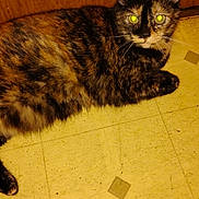 Princess is registered to the contest to win money with this photo: cat, tortoiseshell, indoor, floor, linoleum, door, pet, animal, mammal, fur, whiskers, ears, eyes, reflection, resting, laying, domestic, cute, feline, closeup