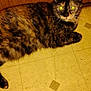cat, tortoiseshell, indoor, floor, linoleum, door, pet, animal, mammal, fur, whiskers, ears, eyes, reflection, resting, laying, domestic, cute, feline, closeup