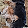  cuddling, animals, black_and_tan, companionship, cozy, cuddle_pile, cute, dogs, furry, home, indoors, long_hair, lying_down, nap, pet, puppies, relaxed, sleeping, tile_floor, white_and_brown