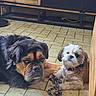 black_and_brown, canine, collar, companion_animals, dog, dogs, fluffy, indoor, kitchen, large_dog, long_hair, lying_down, mastiff, pets, portrait, rope_toy, shih_tzu, small_dog, tile_floor, white_and_brown
