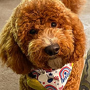 Reba joined the competition — help win amazing prizes! adorable, animal, bandana, brown_fur, close_up, collar, companion, curly_fur, cute, dog, domestic_animal, face, fluffy, fur, indoor, looking_up, mammal, patriotic, pet, poodle