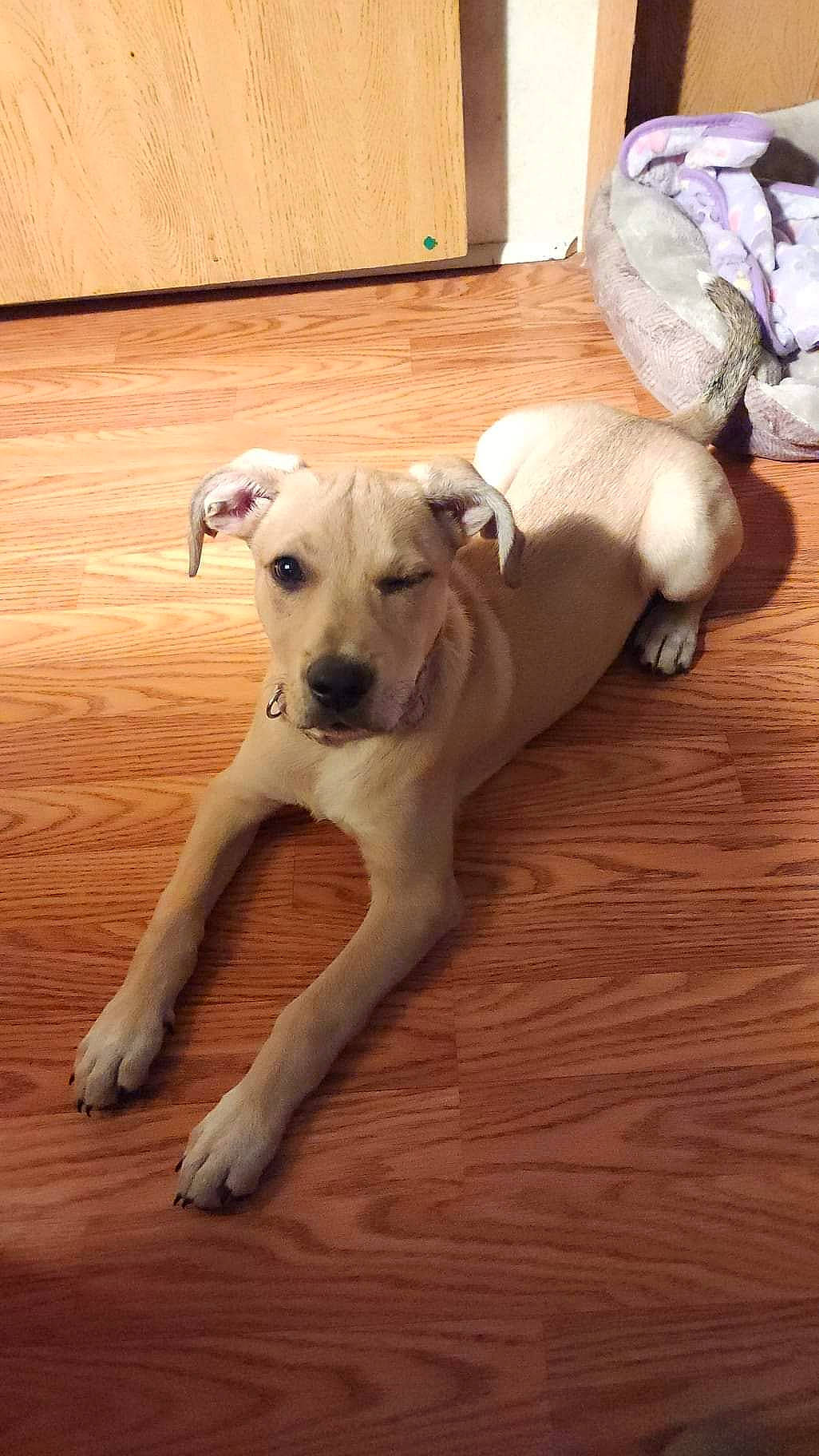 Tippy joined the competition — help win amazing prizes! canidae, carnivore, collar, companion_dog, dog, dog_breed, dog_collar, fawn, floor, flooring, hardwood, laminate_flooring, pet_supply, plank, snout, sporting_group, tail, wood, wood_flooring, working_animal