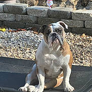 Lucy is registered to the contest to win money with this photo: bulldog, dog, pet_bed, outdoor, rocky_ground, stone_wall, sunlight, shadow, santa_decoration, brown_and_white, sitting, animal, canine, face, ears, paws, fur, holiday, decoration, garden