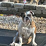 bulldog, dog, pet_bed, outdoor, rocky_ground, stone_wall, sunlight, shadow, santa_decoration, brown_and_white, sitting, animal, canine, face, ears, paws, fur, holiday, decoration, garden