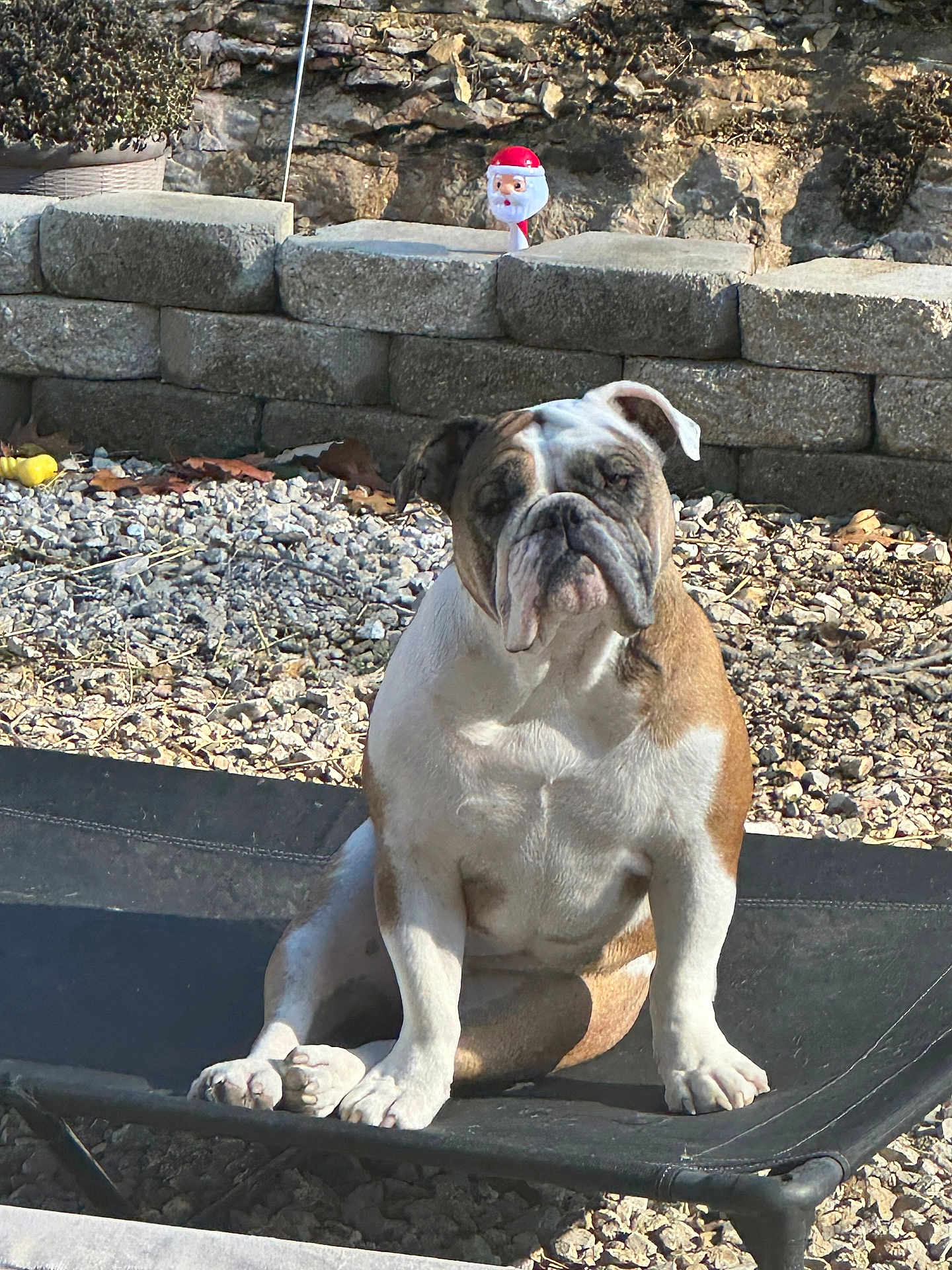Lucy is registered to the contest to win money with this photo: bulldog, dog, pet_bed, outdoor, rocky_ground, stone_wall, sunlight, shadow, santa_decoration, brown_and_white, sitting, animal, canine, face, ears, paws, fur, holiday, decoration, garden