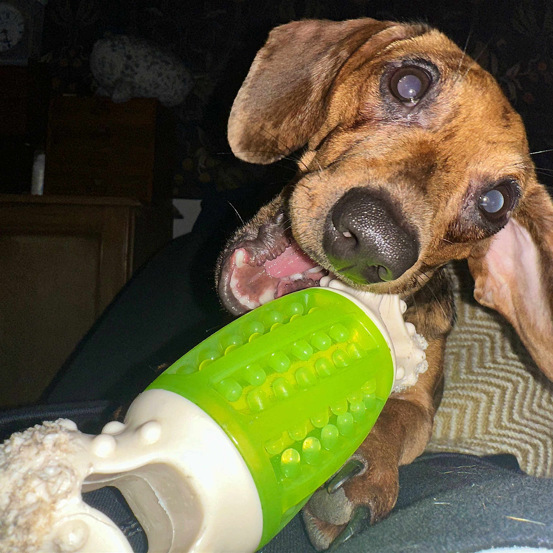 Flo joined the competition — help win amazing prizes! carnivore, collar, companion_dog, dog, dog_breed, dog_collar, dog_supply, drink, fawn, fire_hydrant, gas, glove, hound, machine, personal_protective_equipment, pet_supply, snout, sporting_group, welsh_onion, working_animal
