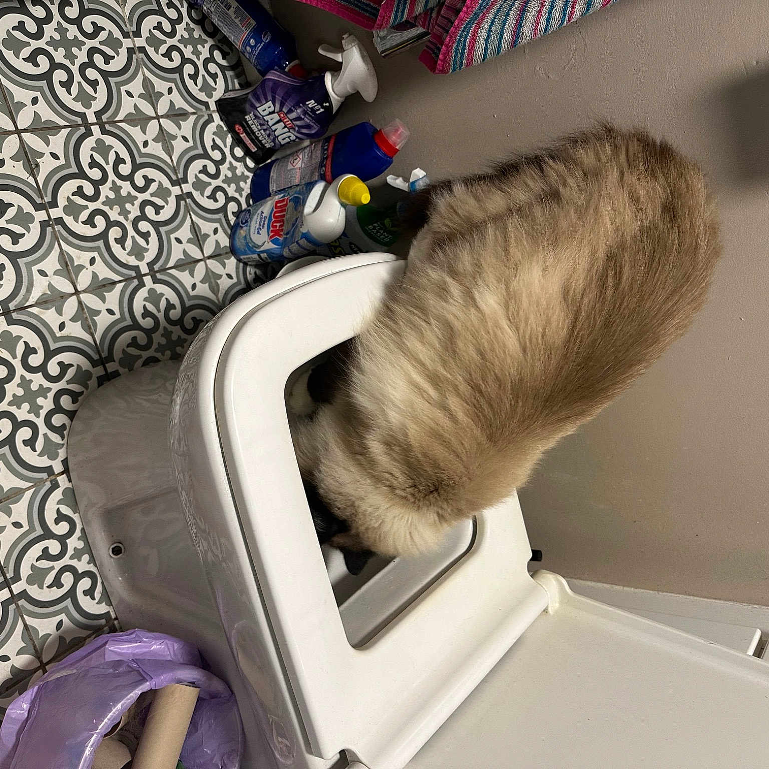 Alf