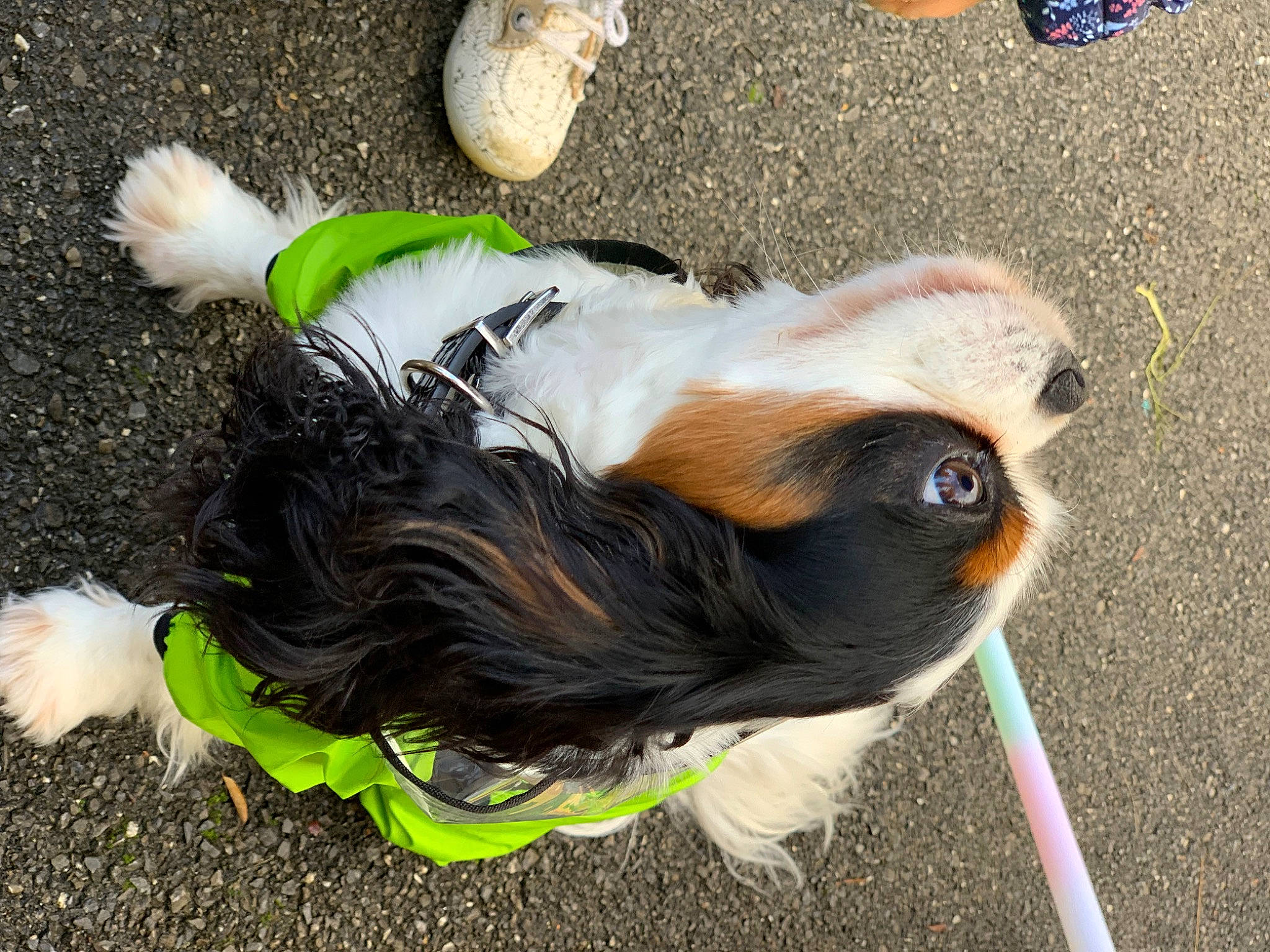 Popeye a rejoint le concours — aidez-le/la à gagner de superbes lots ! asphalt, canidae, carnivore, collar, companion_dog, dog, dog_breed, dog_clothes, dog_collar, dog_supply, fashion_accessory, fawn, fur, grass, leash, snout, sporting_group, tail, toy_dog, working_animal