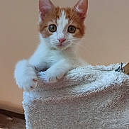 Curly a rejoint le concours — aidez-le/la à gagner de superbes lots ! abyssinian, angora, animal, blanket, cat, homedecor, kitten, linen, manx, pet, siamese, towel