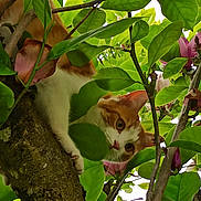 Curly participe au concours pour gagner de l'argent avec cette photo : animal, branch, cat, closeup, curious, daylight, digital_overlay, foliage, greenery, leaves, nature, orange_cat, outdoor, pet, plant, portrait, screenshot, tree, white_cat, wildlife