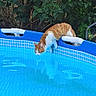 Curly participe au concours pour gagner de l'argent avec cette photo : animal, backyard, balancing, blue_pool, cat, curious, daylight, edge, greenery, leaves, nature, orange_cat, outdoor, pets, playful, pool, reflection, summer, water, white_cat