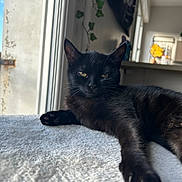 Hazel a rejoint le concours — aidez-le/la à gagner de superbes lots ! cat, black_cat, pet, animal, indoor, window, blanket, fur, relaxed, lying_down, whiskers, paw, home, sunlight, cozy, curious, domestic_cat, mammal, resting, feline