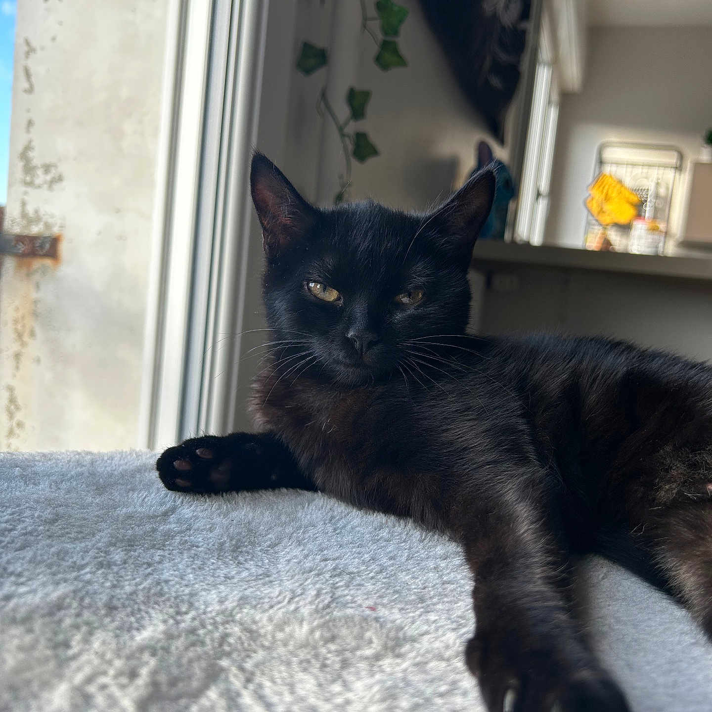 Hazel a rejoint le concours — aidez-le/la à gagner de superbes lots ! animal, black_cat, blanket, cat, cozy, curious, domestic_cat, feline, fur, home, indoor, lying_down, mammal, paw, pet, relaxed, resting, sunlight, whiskers, window