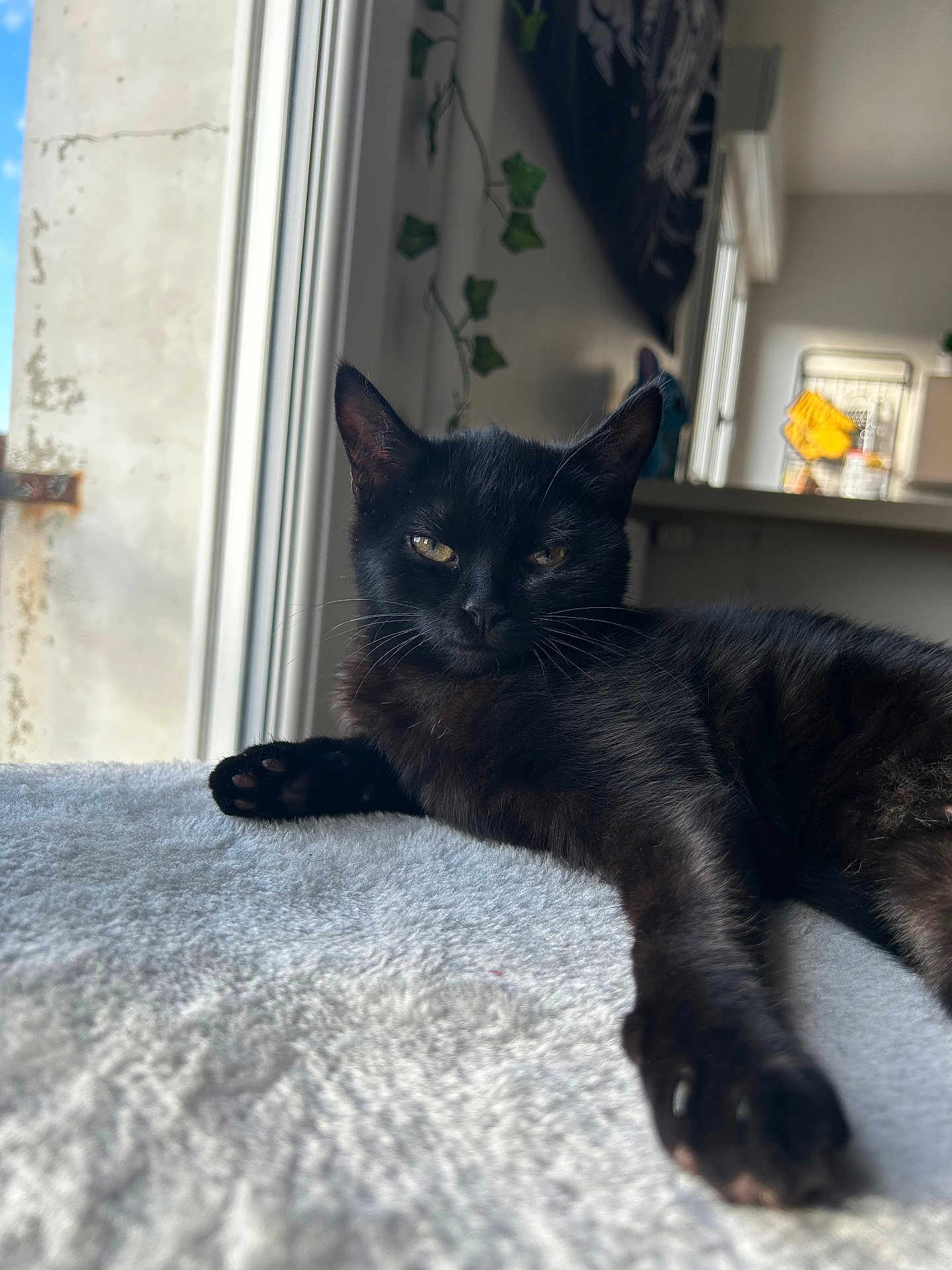 Hazel a rejoint le concours — aidez-le/la à gagner de superbes lots ! cat, black_cat, pet, animal, indoor, window, blanket, fur, relaxed, lying_down, whiskers, paw, home, sunlight, cozy, curious, domestic_cat, mammal, resting, feline