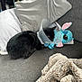 Hazel a rejoint le concours — aidez-le/la à gagner de superbes lots ! cat, black_cat, cone, protective_collar, plush_toy, stitch, couch, gray_couch, blanket, pillows, indoor, pet, resting, sleeping, cozy, furniture, soft_texture, animal, cute, recovery