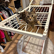 Ziggy participe au concours pour gagner de l'argent avec cette photo : cat, tabby_cat, pet, animal, feline, portrait, wide_eyes, whiskers, ears, striped_fur, drying_rack, laundry, clothing, wardrobe, closet, indoor, home, wooden_floor, white_rug, sitting