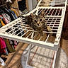 cat, tabby_cat, pet, animal, feline, portrait, wide_eyes, whiskers, ears, striped_fur, drying_rack, laundry, clothing, wardrobe, closet, indoor, home, wooden_floor, white_rug, sitting