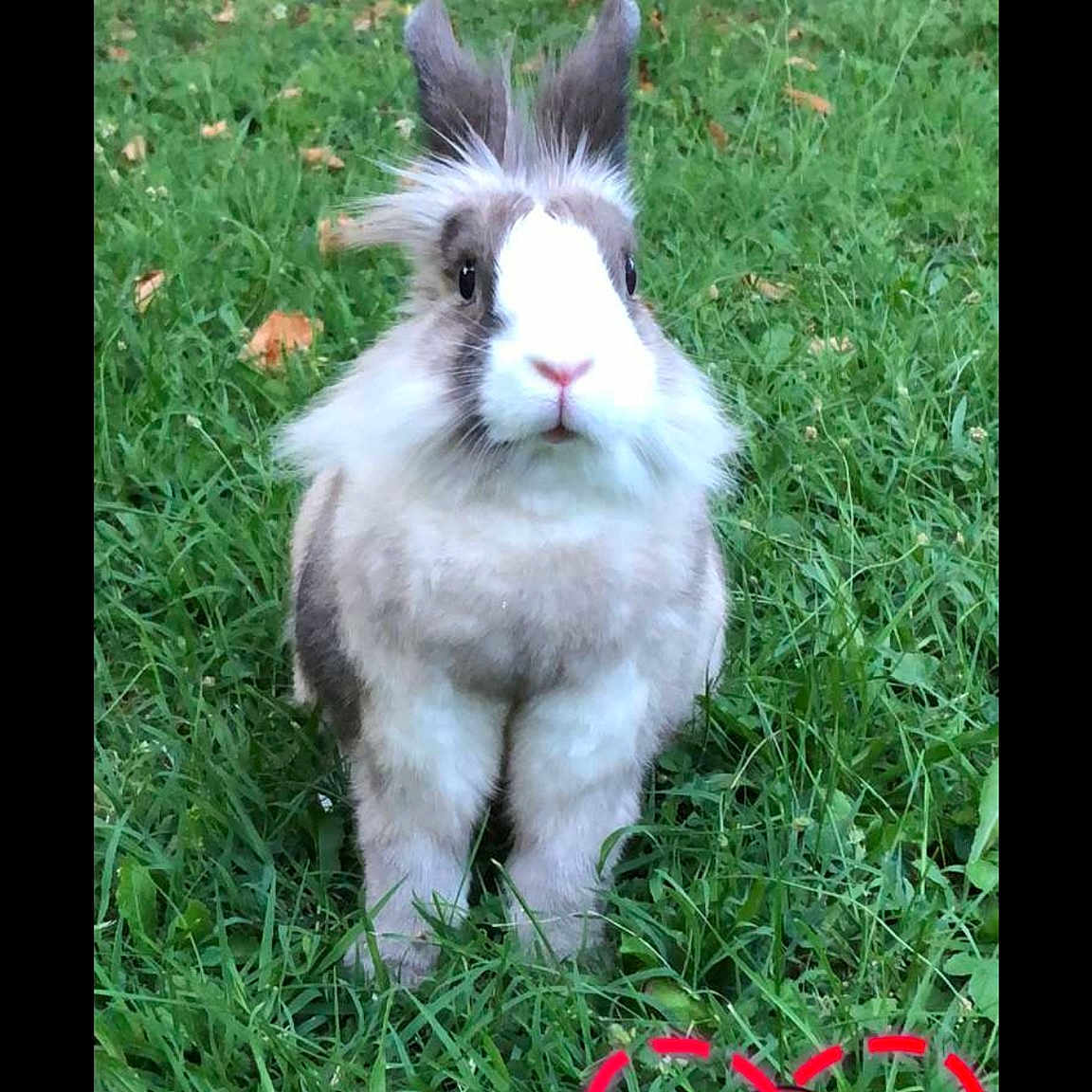 Praline