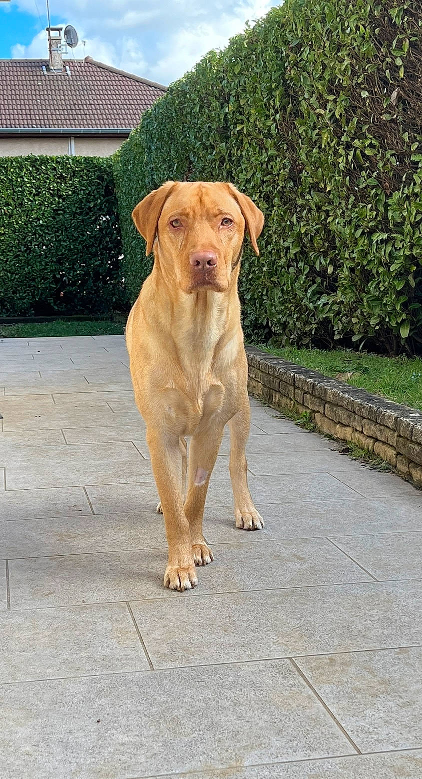 Skippy a rejoint le concours — aidez-le/la à gagner de superbes lots ! asphalt, canidae, carnivore, collar, companion_dog, dog, dog_breed, dog_collar, fawn, grass, gun_dog, plant, road_surface, sidewalk, sky, snout, sporting_group, tail, tree, working_animal