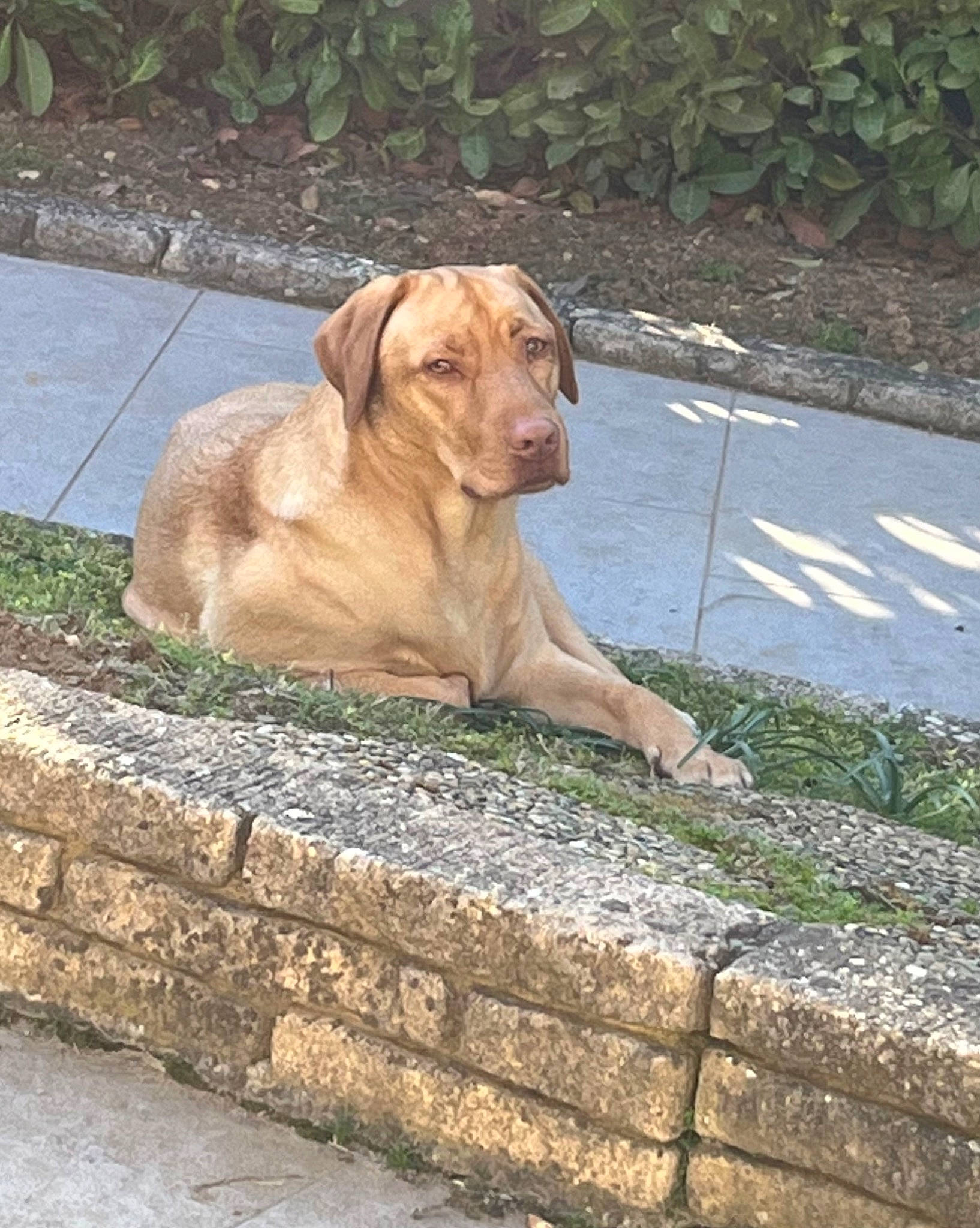 Skippy a rejoint le concours — aidez-le/la à gagner de superbes lots ! canidae, carnivore, cobblestone, companion_dog, concrete, dog, dog_breed, fawn, flooring, grass, liver, plant, road_surface, sidewalk, snout, sporting_group, tail, terrestrial_animal, wood, working_animal