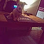 dog, table, wood, indoor, light, shadow, pet, small_dog, collar, mat, room, furniture, door, floor, household, animal, quiet, sitting, dim_light, wall