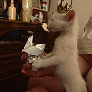 Curious joined the competition — help win amazing prizes! kitten, white_cat, crown, ice_cream, chocolate, hand, person, indoor, furniture, wooden_dresser, photo_frame, curiosity, pet, animal, cute, small, sniffing, playful, domestic, funny