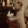 kitten, white_cat, crown, ice_cream, chocolate, hand, person, indoor, furniture, wooden_dresser, photo_frame, curiosity, pet, animal, cute, small, sniffing, playful, domestic, funny