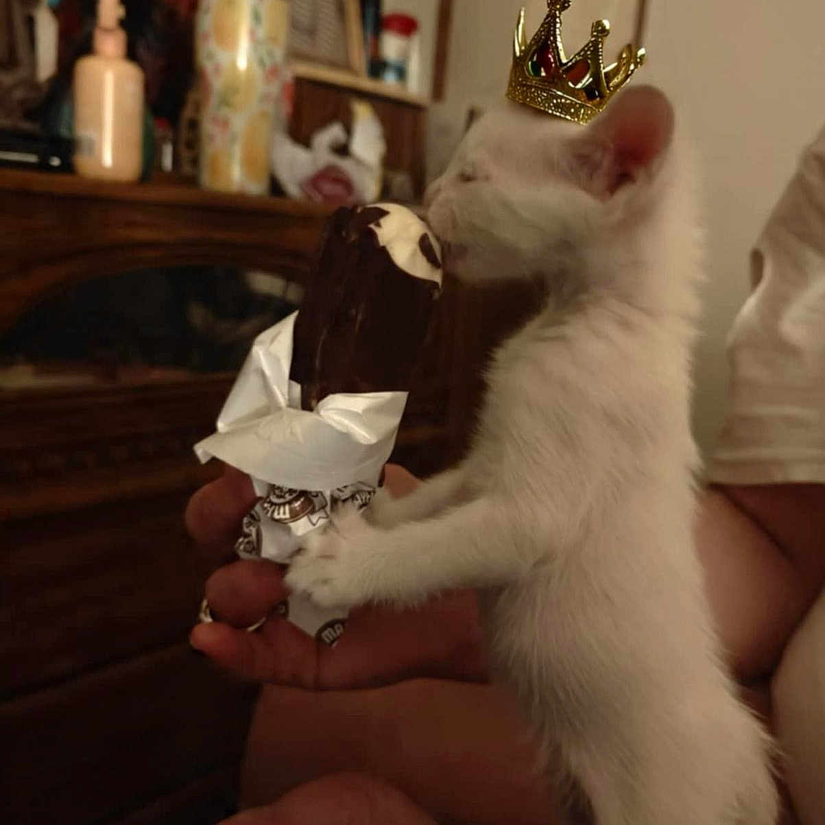 Curious joined the competition — help win amazing prizes! animal, chocolate, crown, curiosity, cute, domestic, funny, furniture, hand, ice_cream, indoor, kitten, person, pet, photo_frame, playful, small, sniffing, white_cat, wooden_dresser